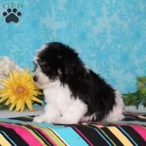 Seagull, Maltipoo Puppy